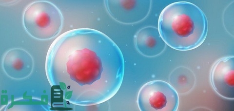 ما هي وظيفة الخلايا الاسكلرنشيمية