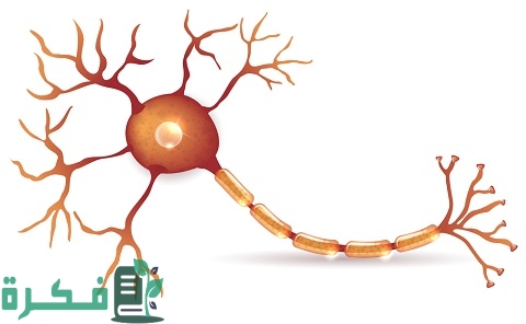 ما هي وظيفة الخلايا العصبية