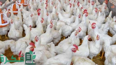 شروط بناء مزرعة دواجن