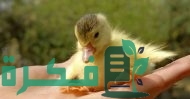 طريقة تربية البط الصغير