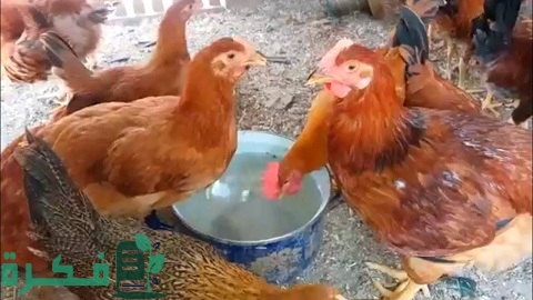 دراسة جدوى مشروع تربية الفراخ الساسو في المنزل 1 مشروع تربية الفراخ الساسو في المنزل