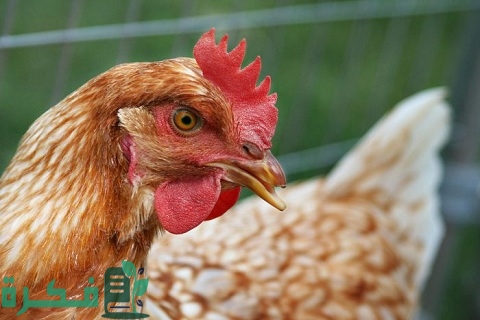 علاج أمراض الدجاج بالأعشاب