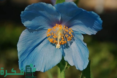 نبات الخشخاش الأزرق Blue poppy