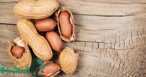 دراسة جدوى زراعة الفول السوداني بالكامل 1 دراسة جدوى زراعة الفول السوداني