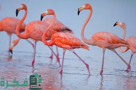 معلومات عن طائر الفلامينغو Flamingo bird 1 طائر الفلامينغو Flamingo bird