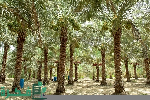 شرح خطوات زراعة النخيل الملوكي في المنزل 1 طريقة زراعة النخيل الملوكي
