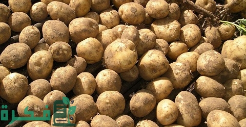 محطات تصدير البطاطس في مصر