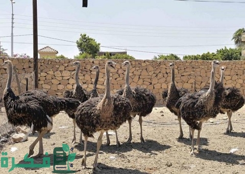 مزارع طيور الزينة في مصر