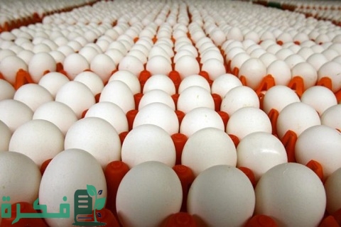 هل الحلبة تزيد إنتاج البيض عند الدجاج
