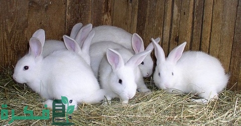 مراحل نمو الأرانب وتطورها من الميلاد لغاية عاشر يوم