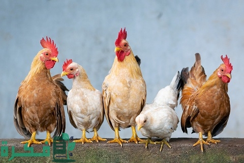 زيادة وزن الدجاج اللاحم