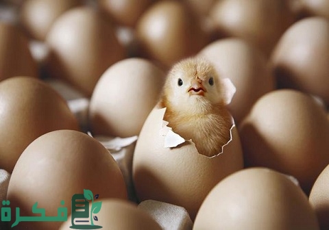 مدة تفقيس بيض الدجاج البلدي ودرجة الحرارة اللازمة التي تناسبهم
