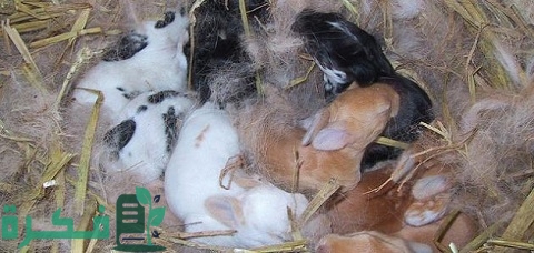 علامات الحمل عند الأرانب وما يجب أن تفعله والمشاكل التي تواجه الأرانب في الحمل