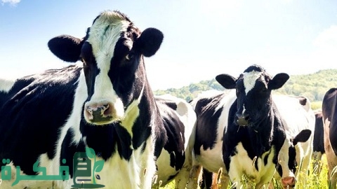 تربية الأبقار الحلوب في هولندا