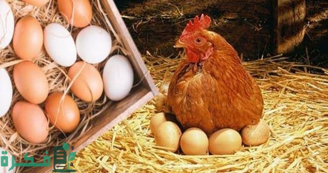 تكوين بيضة الدجاج