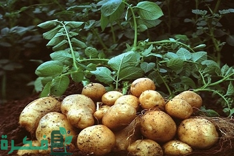 مواعيد زراعة محصول البطاطس وكمية التقاوى للفدان