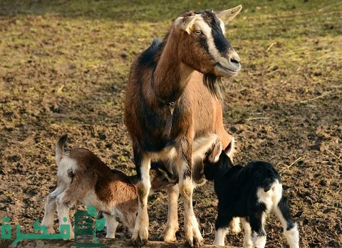 كم مرة تلد الماعز في السنة ومعلومات عن فترة حمل الماعز تهم المزارعين لتربية سليمة