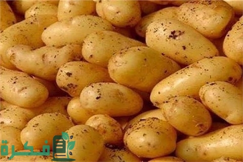 دراسة جدوى زراعة فدان بطاطس وأصناف البطاطس