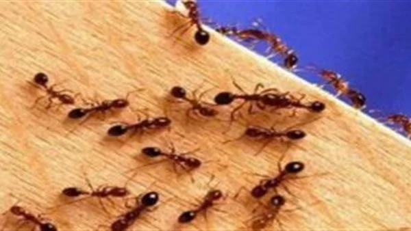 هل هناك علاقة بين النمل والحسد