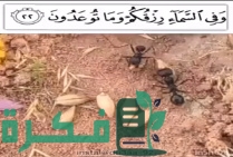 ما صحة قصة النملة وحبة القمح مع سيدنا سليمان 1 IMG 20190423 194908