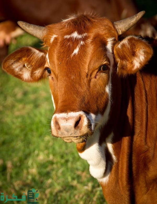 أسباب وعلاج مرض الحمى القلاعية عند الأبقار 