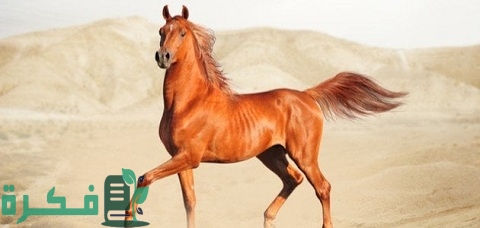 ❌ لم يتم التوليد 1 أسماء خيول سعودية مشهورة ومعانيها