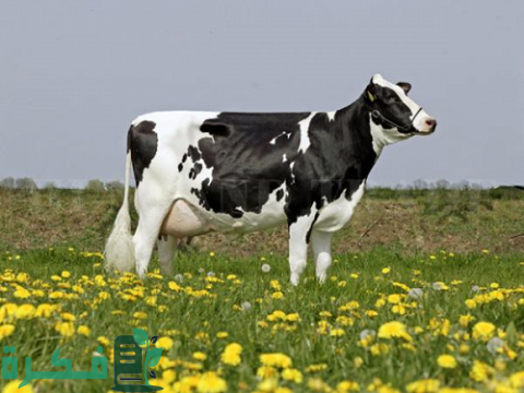 أمراض الأبقار وخطوات علاجها 1 أشهر أمراض الأبقار وطرق علاجها