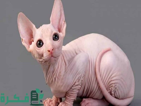 كم سعر القطط الفرعونية 1 سعر القطط الفرعونية