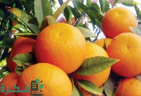 مشروع تصدير البرتقال إلى دول العالم بالخطوات