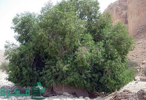 أسرع الأشجار نموًا في السعودية