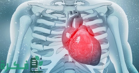 بحث عن العضلات القلبية