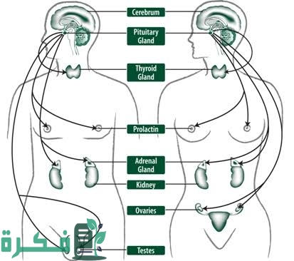 ما المعدل الطبيعي لهرمون البرولاكتين عند الرجال - موقع فكرة