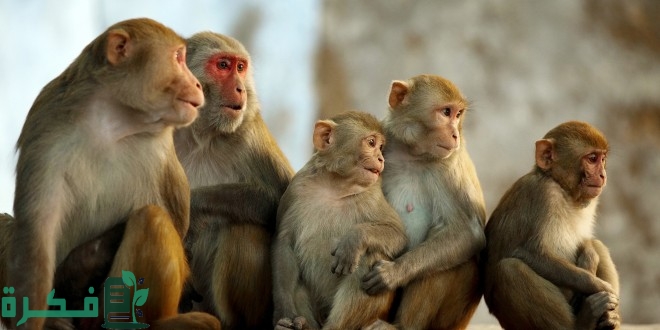ما حكم تربية القرود