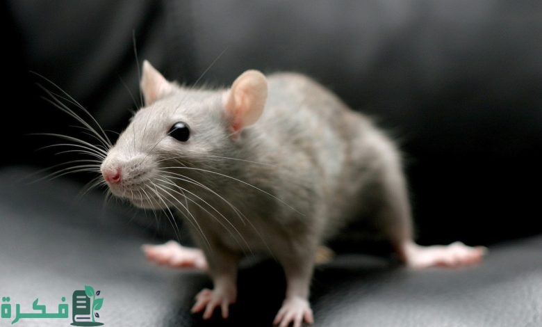 ما تفسير حلم الفئران في غرفة النوم