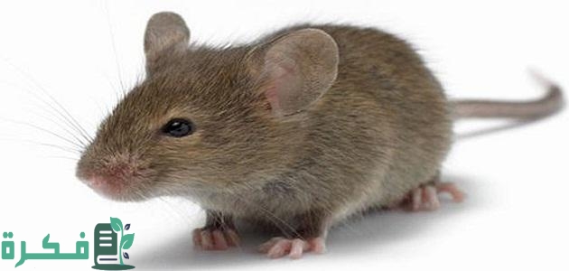 ما تفسير حلم الفئران في غرفة النوم