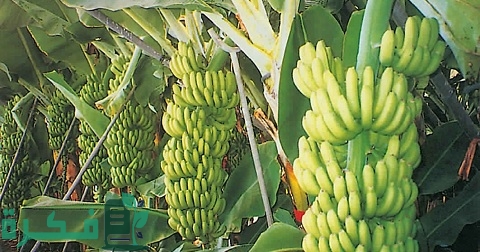 دراسة جدوى زراعة الموز