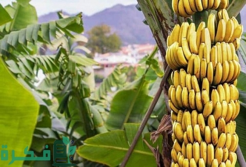 زراعة الموز في الأراضي الصحراوية