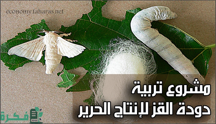 دراسة جدوى مشروع إنتاج الحرير وتربية دودة القز 1 Silkworm breeding project for silk production