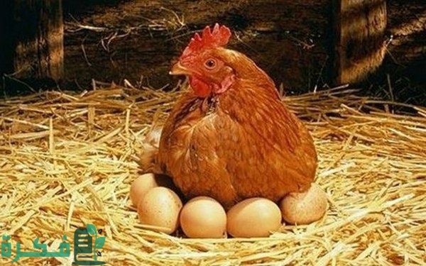 كم بيضة تبيض الدجاجة في اليوم