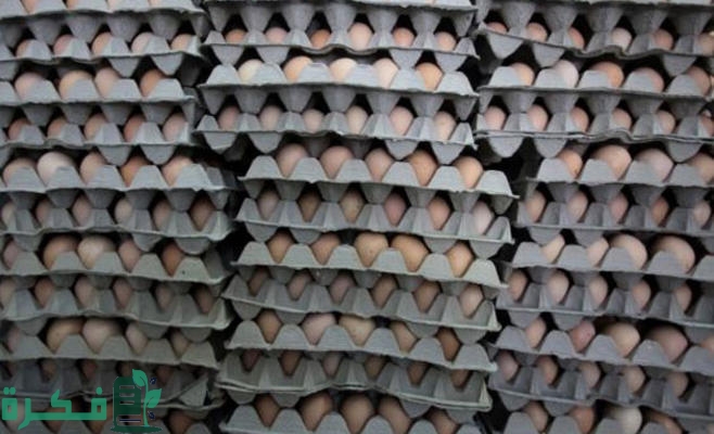 تكلفة خط إنتاج أطباق البيض الكرتون