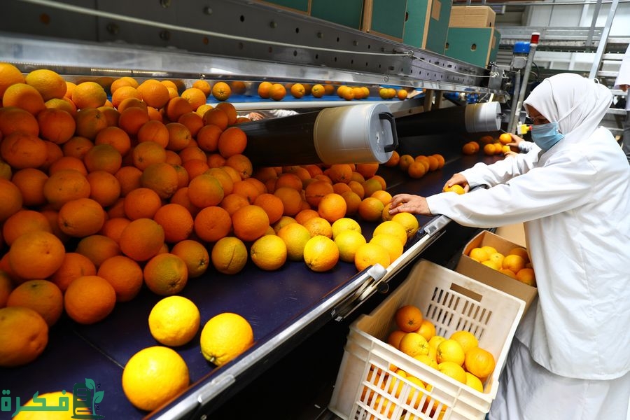 شركات تصدير البرتقال فى مصر