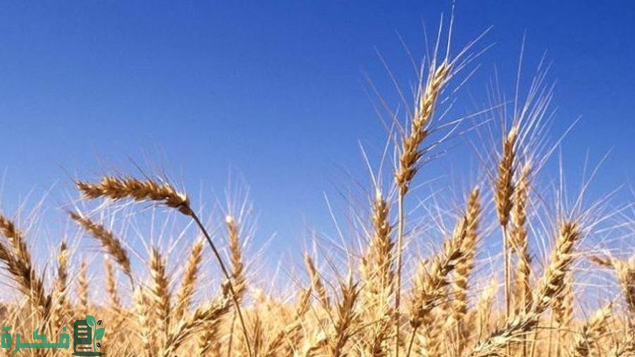 كيفية زراعة القمح في الأراضي الصحراوية
