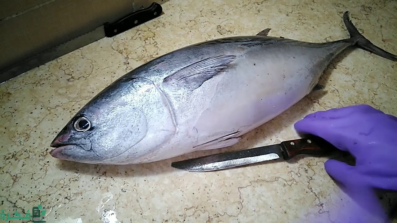 أفضل أنواع سمك التونة