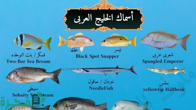 أشهر أنواع السمك في
