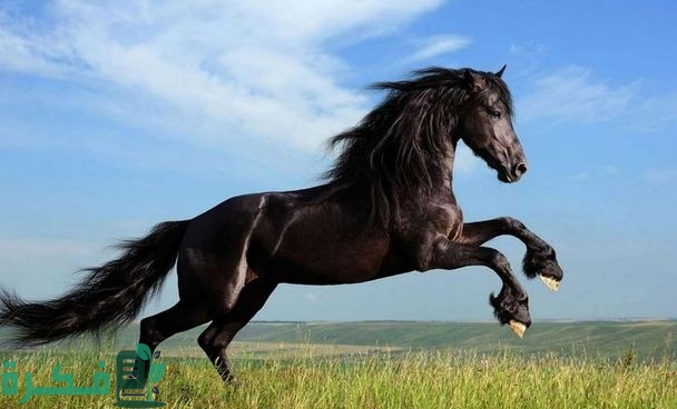 اسعار الخيل في مصر 2025 1 الخيل في مصر