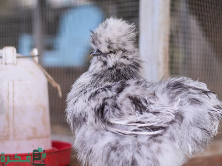 أنواع دجاج الزينة بالصور 1 أنواع دجاج الزينة