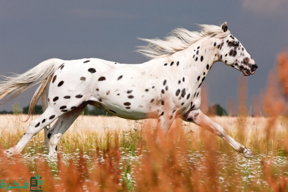 أنواع الخيول وأسمائها بالصور