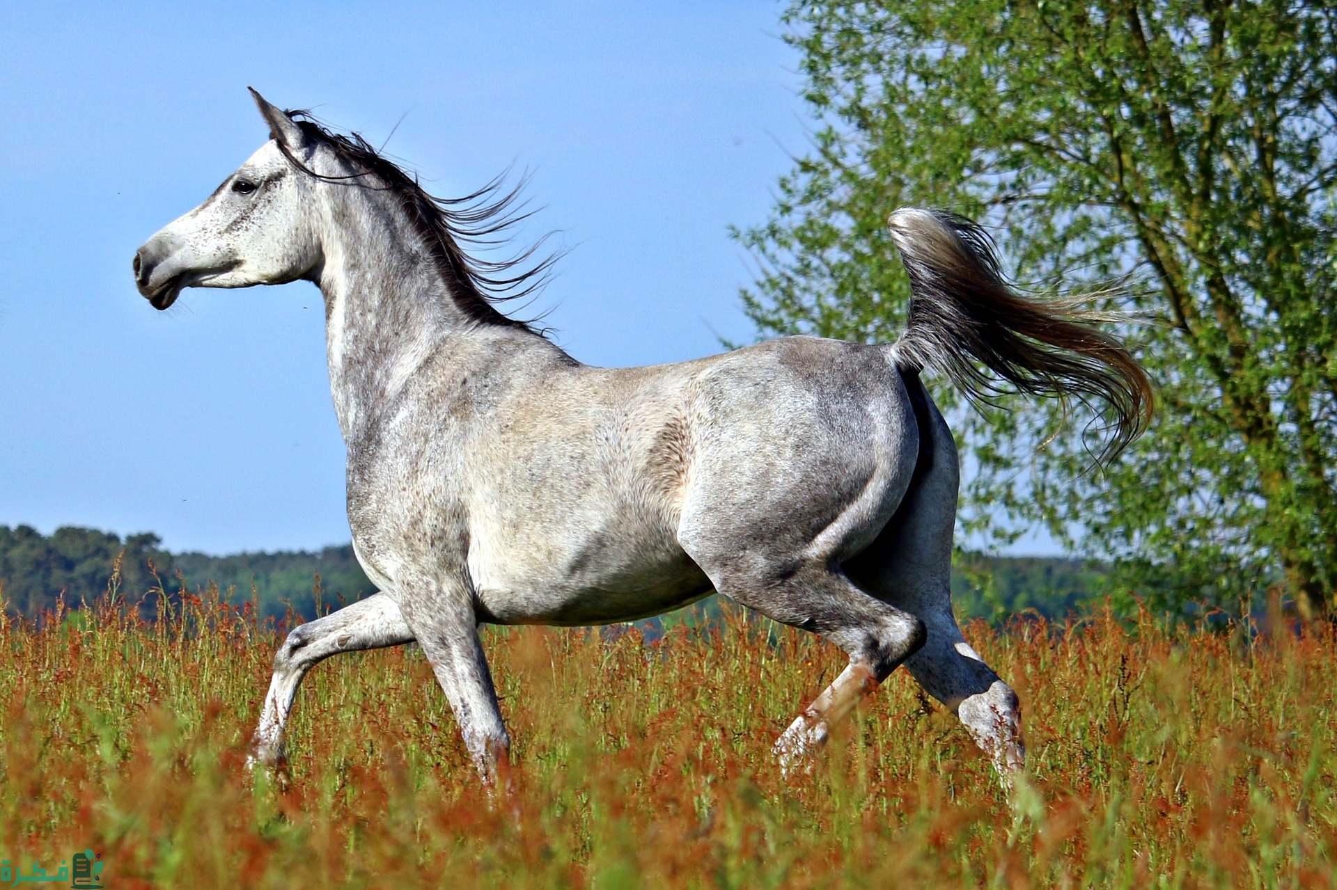 أنواع الخيول وأسمائها بالصور
