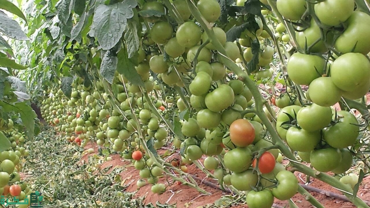 دراسة جدوى زراعة الطماطم في الصوب الزراعية