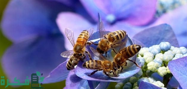 لماذا سميت سورة النحل بهذا الاسم